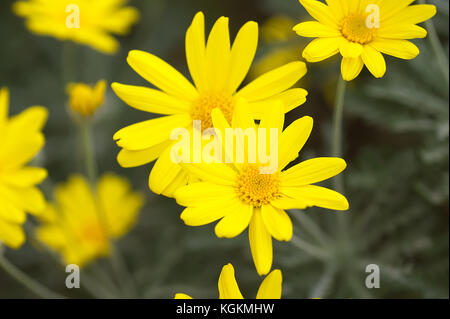 Gelbe daisy blumenbeet als Mais Ringelblume (Glebionis segetum) gegen einen dunklen Hintergrund bekannt. Herbst Jahreszeit in der französischen Riviera. Stockfoto