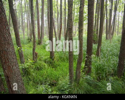 Nationalpark Beloweschskaja Puschtscha (Republik Weißrussland) Stockfoto