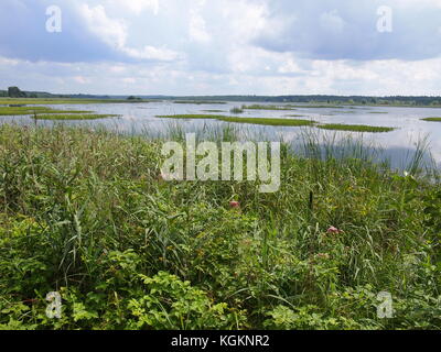 Nationalpark Beloweschskaja Puschtscha (Republik Weißrussland) Stockfoto