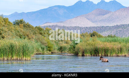 Ein wildes Pferd in der Salt River in Arizona Stockfoto