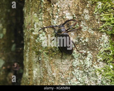 Nationalpark Beloweschskaja Puschtscha (Republik Weißrussland) Stockfoto