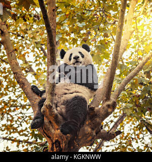 Panda sitzt auf dem Baum brunch und isst Bambus. Stockfoto