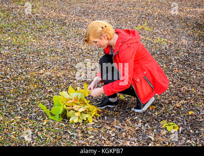 Das Mädchen nimmt einen Strauß gelber Blätter. Die Mädchen liegt auf den gefallenen fliegt. Herbst Spaziergang, Roll in die Blätter. Blondine in Laub Stockfoto