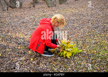 Das Mädchen nimmt einen Strauß gelber Blätter. Die Mädchen liegt auf den gefallenen fliegt. Herbst Spaziergang, Roll in die Blätter. Blondine in Laub Stockfoto