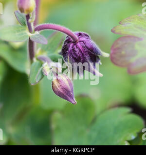 Eine Makroaufnahme von einigen lila Blütenknospen aus einer akelei Pflanze. Stockfoto