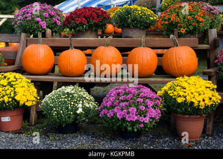 Kürbisse und Chrysantheme Pflanzen auf Anzeige an einem Straßenrand produzieren. Stockfoto