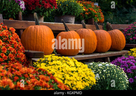 Kürbisse und Chrysantheme Pflanzen auf Anzeige an einem Straßenrand produzieren. Stockfoto