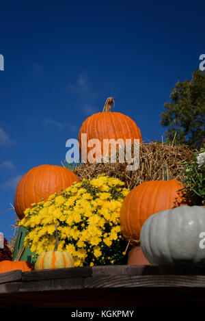 Kürbisse und Chrysantheme Pflanzen auf Anzeige an einem Straßenrand produzieren. Stockfoto