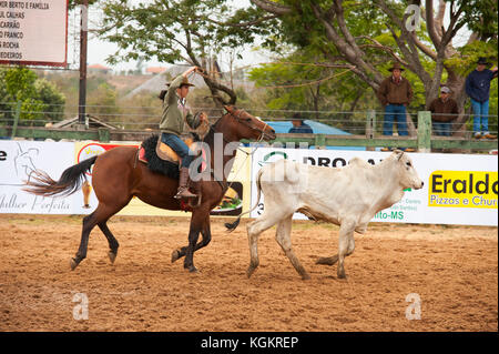 Kuh Frau in Aktion in einem Rodeo, ein beliebter Zeitvertreib in Mato Grosso do Sul, Bonito, Brazi Stockfoto