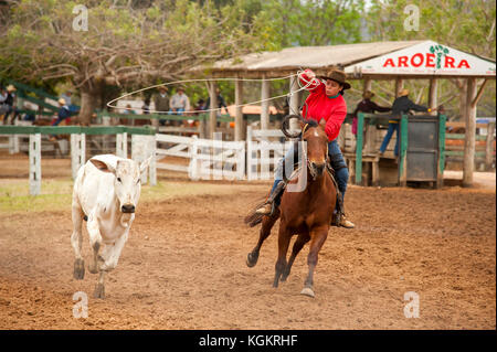 Kuh Frau in Aktion in einem Rodeo, ein beliebter Zeitvertreib in Mato Grosso do Sul, Bonito, Brazi Stockfoto