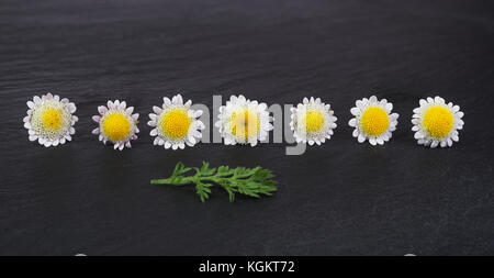 Gruppe von kleinen Daisy oder Kamille Blumen auf schwarzem Stein Hintergrund Stockfoto