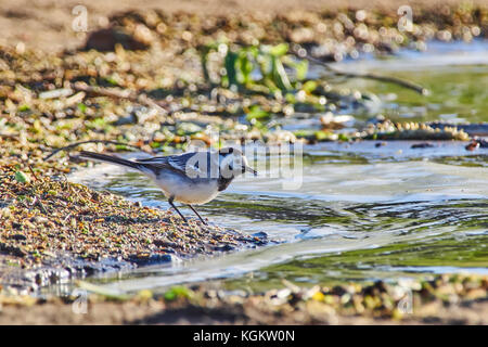 Gebirgsstelze am Ufer des Flusses Stockfoto