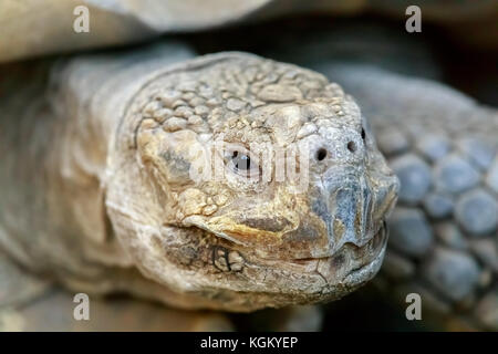 Afrikanische trieb Schildkröte (centrochelys Sulcata) Kopf schoss. Stockfoto