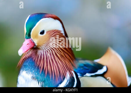 Mandarinente (Aix galericulata) Nahaufnahme. Stockfoto