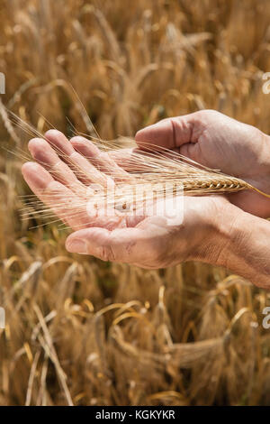 Zugeschnittenes Bild von Mann mit Weizen Ohr am Bauernhof Stockfoto