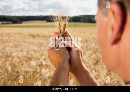 Zugeschnittenes Bild der Mann hält Weizen Ohr auf der Farm an einem sonnigen Tag Stockfoto