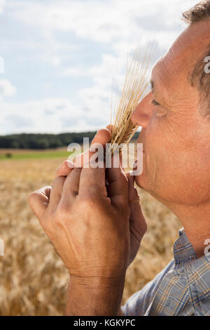 Seitenansicht des reifer Mann riechen Weizen auf der Farm gegen Sky Stockfoto