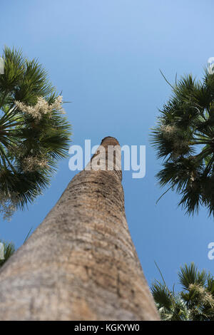 Low Angle Blick auf Palmen gegen den klaren blauen Himmel wachsende Stockfoto