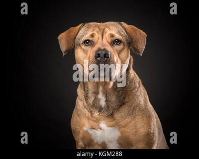 Porträt einer blonden Labrador Rottweiler mix Hund auf schwarzem Hintergrund Stockfoto