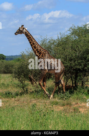 Einen männlichen Masai giraffe überragt die Büsche Stockfoto