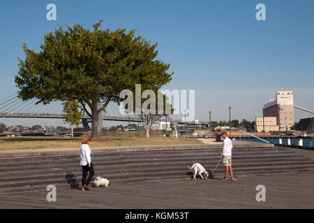 Hund Wanderer pyrmont Park pyrmont Sydney New South Wales, Australien Stockfoto