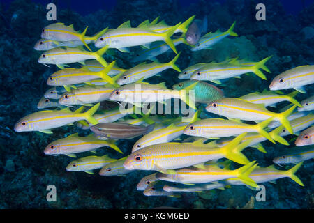 Gelbe Meerbarben Schule, Mulloidichthys martinicus Stockfoto