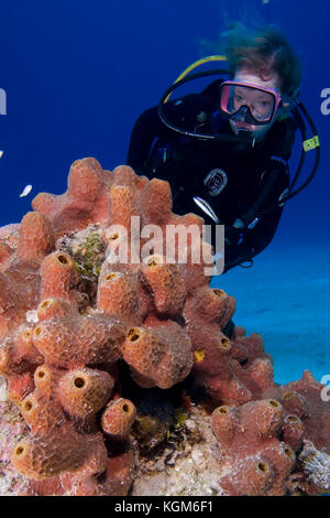 Taucher und schwamm Kolonie, Eleuthera, Bahamas Stockfoto