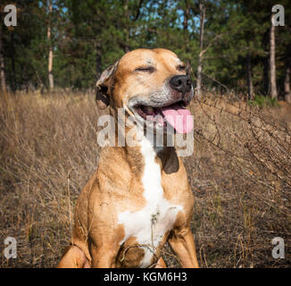 Portrait American Pit Bulls im Freien Stockfoto