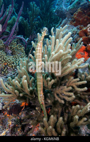 Trompetenfisch Aulostomus maculatus, versteckt in Weichkorallen, Exumas, Bahama Inseln Stockfoto