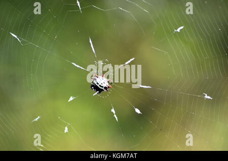 Stachelige orb-Weber in Florida Stockfoto