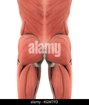 Die gesäßmuskulatur Anatomie Stockfoto