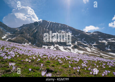 Wiese in den Ausläufern voller Krokusse Stockfoto