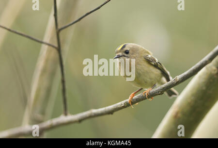 Ein beeindruckender Goldcrest (Regulus regulus), der auf einem Ast auf der Suche nach Insekten zum Essen thront. Stockfoto