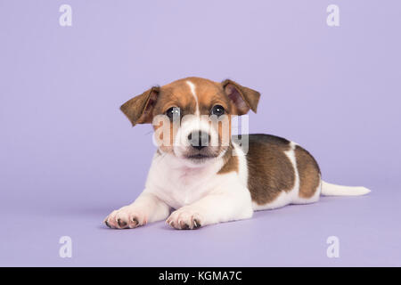 Süße Jack Russel Terrier Welpen suchen an der Kamera liegen auf einem violetten Hintergrund Stockfoto