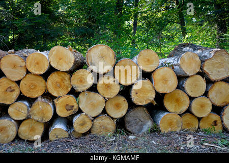 Stapel der Bäume im Wald. Holzeinschlag alte Bäume im Wald bereit zum Transport. Stockfoto