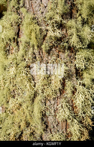 Flechten auf Baumstamm Stockfoto