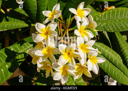 Plumeria rubra. Frangipani Blume. White Frangipani, Common Frangipani, Plumeria Stockfoto