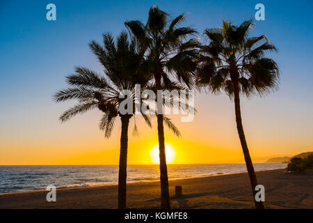 Palmen bei Sonnenuntergang. Strand El Cenicero, El Morche, Küste Torrox. La Axarquia, Provinz Malaga. Costa del Sol, Andalusien. Südspanien, Europa Stockfoto