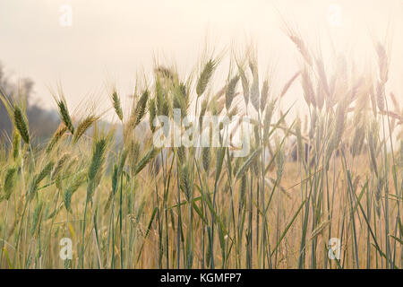 Close-up von Weizen Ohr im Feld mit Sun flare Stockfoto