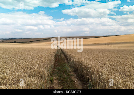 Ein öffentlicher Weg durch ein Feld von reifenden Weizen in Cambridgeshire, gepflanzt wurde das Recht der Passage über das Land zu ermöglichen Stockfoto