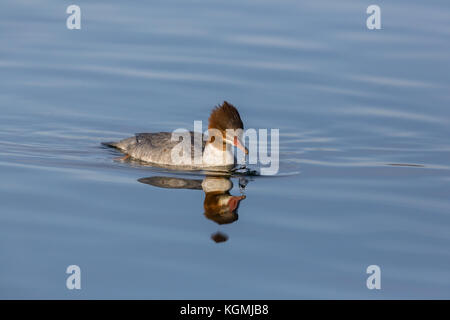 Natürliche weibliche Gemeinsame merganser (mergus merganser) Vogel Wasser Reflexion Stockfoto