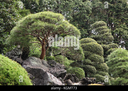 Bonsai Bäume wachsen im Freien in einem Garten am Hang Stockfoto