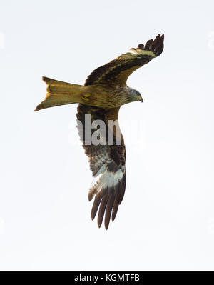 Ausführliches Porträt natürliche isoliert flying Rotmilan (milvus milvus) Vogel, Flügeln, Stockfoto