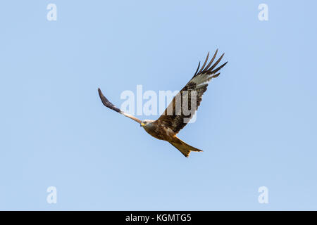 Ausführliches Porträt flying natürliche Rotmilan (milvus milvus) raptor Vogel blauer Himmel, Flügeln, Stockfoto