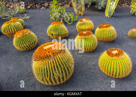 Jardin de Cactus. Cactus Garden von Cesar Manrique, Risco de las Nieves Range, Guatiza. Lanzarote Island. Kanarische Inseln Spanien. Europa Stockfoto