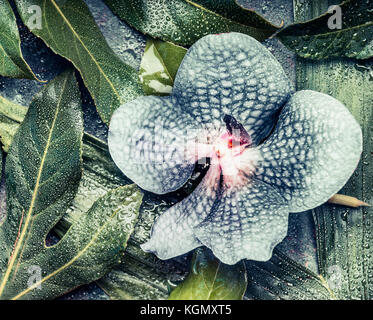 Blaue Orchidee Blumen auf kreativen tropische Natur Hintergrund mit verschiedenen Palmen und Dschungel Blätter, Ansicht von oben. exotische Pflanzen Konzept Stockfoto