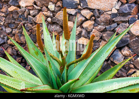 Jardin de Cactus. Cactus Garden von Cesar Manrique, Risco de las Nieves Range, Guatiza. Lanzarote Island. Kanarische Inseln Spanien. Europa Stockfoto