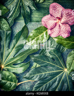 Orchidee Blumen auf kreativen tropische Natur Hintergrund mit verschiedenen Palmen und Dschungel Blätter, Ansicht von oben. exotische Pflanzen Konzept Stockfoto