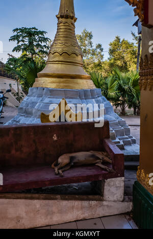 Ein schlafender Hund auf einer Bank am Kyaik Pun Pagode, Bago, Myanmar Stockfoto