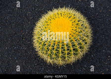 Jardin de Cactus. Cactus Garden von Cesar Manrique, Risco de las Nieves Range, Guatiza. Lanzarote Island. Kanarische Inseln Spanien. Europa Stockfoto